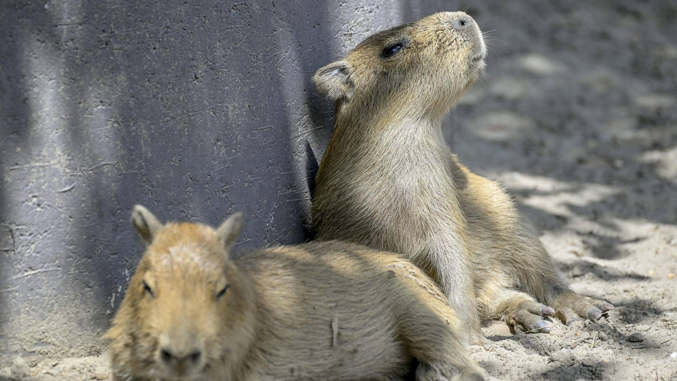 Éjszakai kalandok várják a Debrecen állatkerti éjszakáját