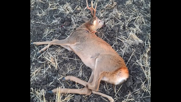 Öt lábú szarvascsomag lövöldözött Magyarországon