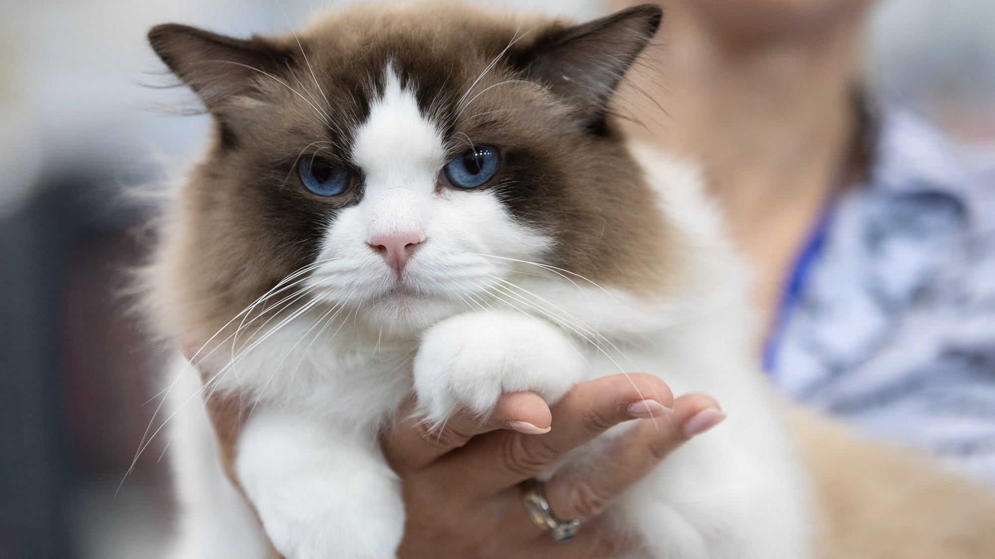 WCF macska show Budapesten tartott