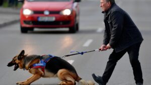Debrecenben egy vakvezető kutya megmenti gazdáját egy balesettől «megállította közvetlenül egy autó érkezése előtt»