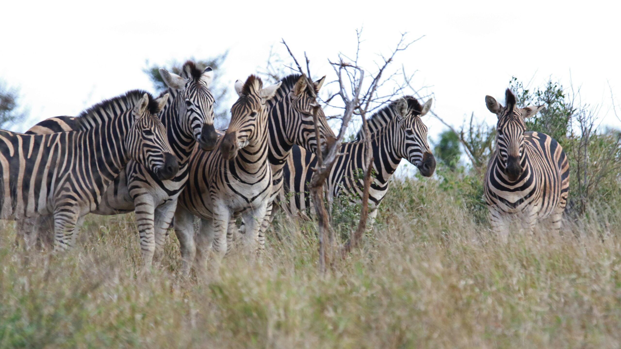 zebra
