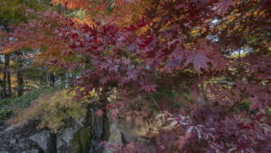 Őszi pompa és japán hagyományok a Szegedi Botanikus Kertben