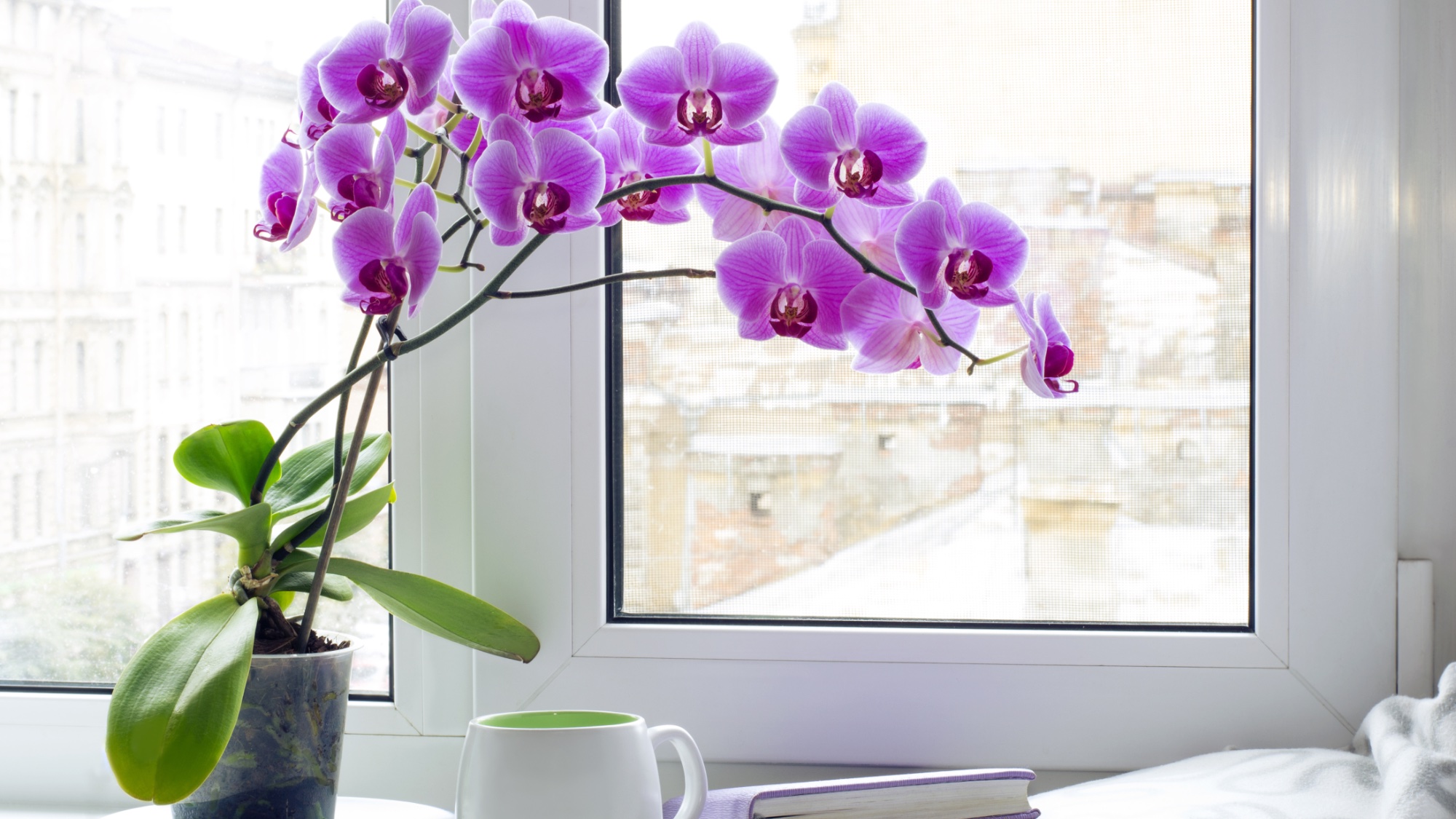 Orquídeas cerca de una ventana luminosa