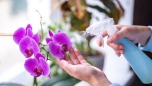 5 tévedhetetlen szakértői tipp lenyűgöző orchideák neveléséhez