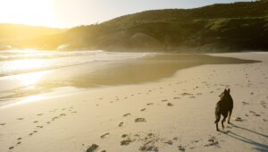 Az év legszívszorítóbb pillanata: a hetek óta a tengerparton kóborló kutya felismeri az ismerős motorhangot