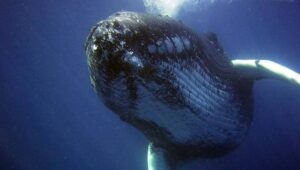 Hihetetlen lelet: indiai halászok 3,4 millió eurót érő bálna hányását találtak