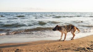 Lélegzetelállító hőstett a tengerparton: hűséges kutya megmenti halálos beteg gazdáját