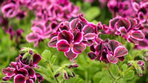 A szúnyogok rémálma: a legillatosabb növény, amely káprázatosan szép erkélyt varázsol – ültesd el most!