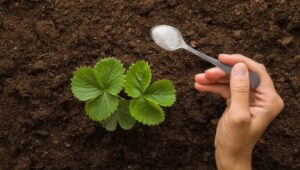 Csak tegyél egy kanálnyit minden tő alá, és gigantikus epreket szüretelsz: a legerősebb házi trágya a terményeidhez