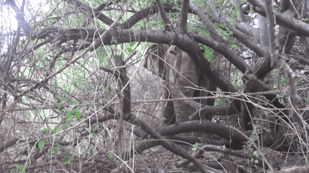 Az elefánt közel a parthoz