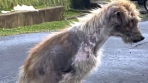 Elképesztő: egy kóbor kutya önkéntesnek köszönhetően felépül – majd szívszorító okból eltűnik