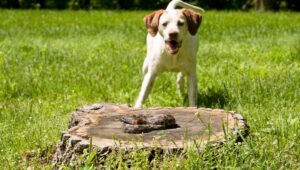 Kutyák és macskák élete veszélyben: ez az ártalmatlannak tűnő, gyakori kerti látogató halálos lehet