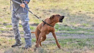 Miért nem kedvelnek egyes kutyák bizonyos embereket? Megdöbbentő okok és a végső magyarázat