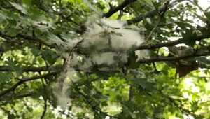 Egy véletlenül készült természetfotó váratlan vitát robbantott ki a szakértők körében